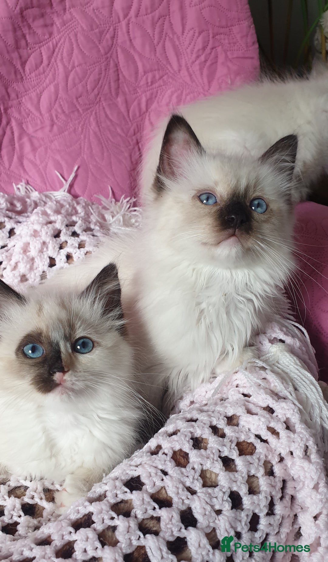 Ragdoll cats for sale: 💗Beautiful GCCF Registered Ragdoll Kittens. - Image 4