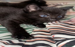 British Shorthair cats for sale: 4 full black cats - Image 5