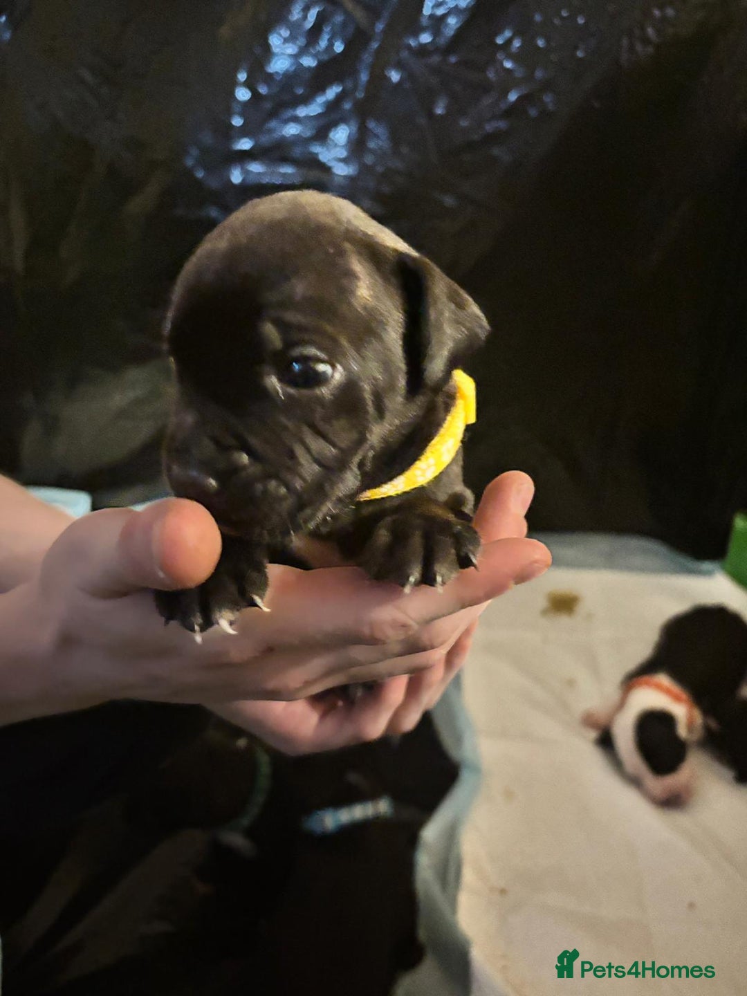 Mixed Breed dogs for sale: American bull staff - Image 9