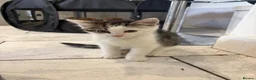 Mixed Breed cats for sale: 2 beautiful boys for sale  - Advert 6