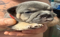 French Bulldog dogs for sale: French bulldog puppies - Image 4