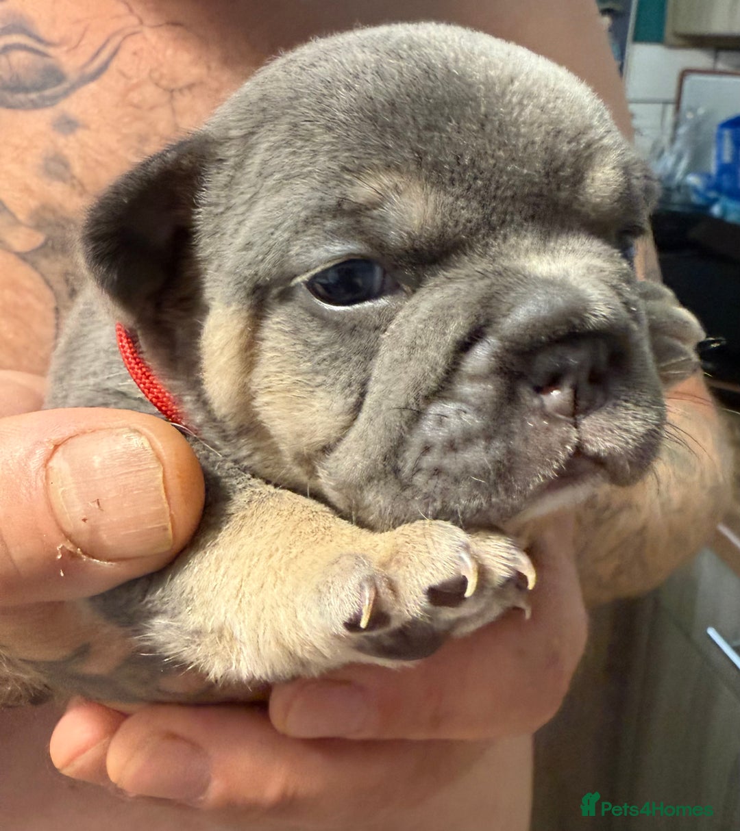 French Bulldog dogs for sale: French bulldog puppies - Image 4