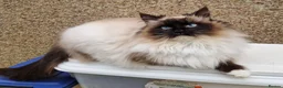 Ragdoll cats for sale: GCCF Registered Active Male - Advert 4