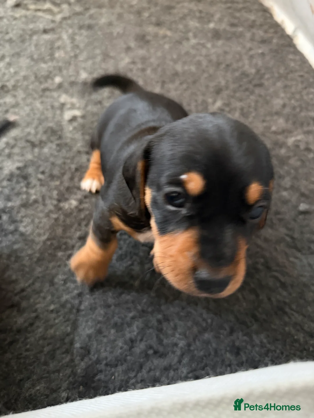 Jackshund dogs for sale: Beautiful Jackweenie Boy  - Advert 3