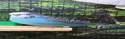 Budgerigars birds for sale: Mature Blue Budgie Male - Advert 7