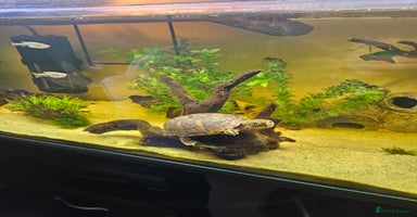 Terrapin reptiles - Advert 7