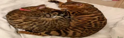 Bengal cats for sale: High Quality Bengal Kittens  in Chigwell - Advert 13