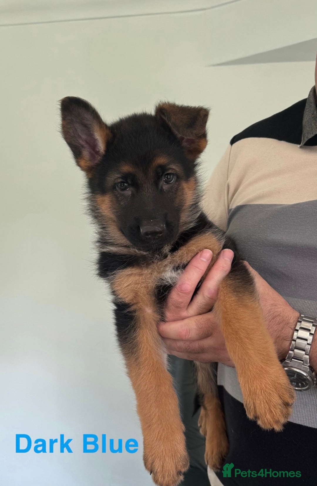 German Shepherd dogs for sale: Stunning KC Registered German Shepherd Puppies  - Image 6