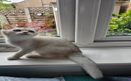 British Shorthair cats for sale: British Shorthair Kittens – Golden & Silver Shaded - Image 17