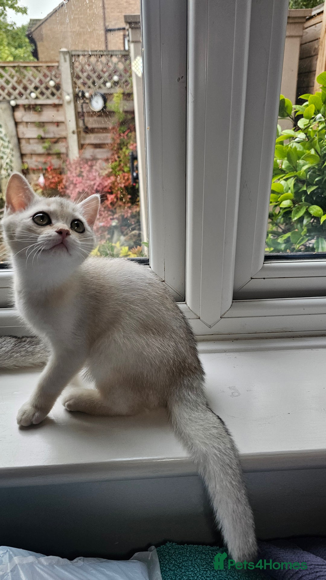 British Shorthair cats for sale: British Shorthair Kittens – Golden & Silver Shaded - Image 17