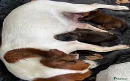 Jackapoo dogs for sale: Gorgeous Jackapoo Puppies Ready 17th November - Image 3