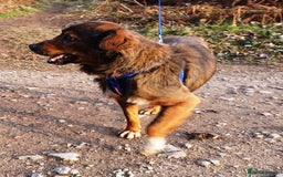 Mixed Breed dogs for adoption: Meet Charlie - a Lovely old boy, for a loving Home - Image 4