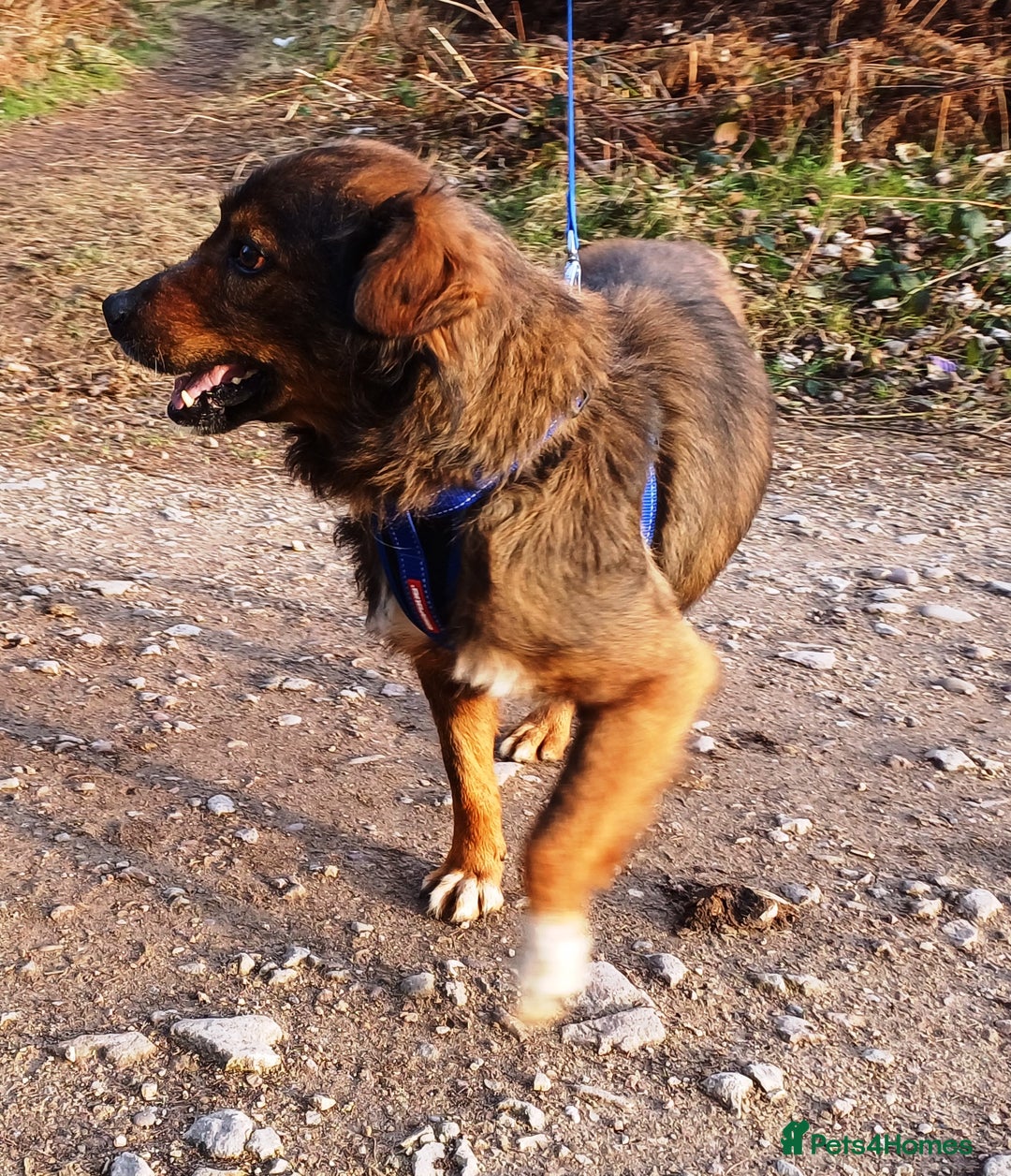 Mixed Breed dogs for adoption: Meet Charlie - a Lovely old boy, for a loving Home - Image 4