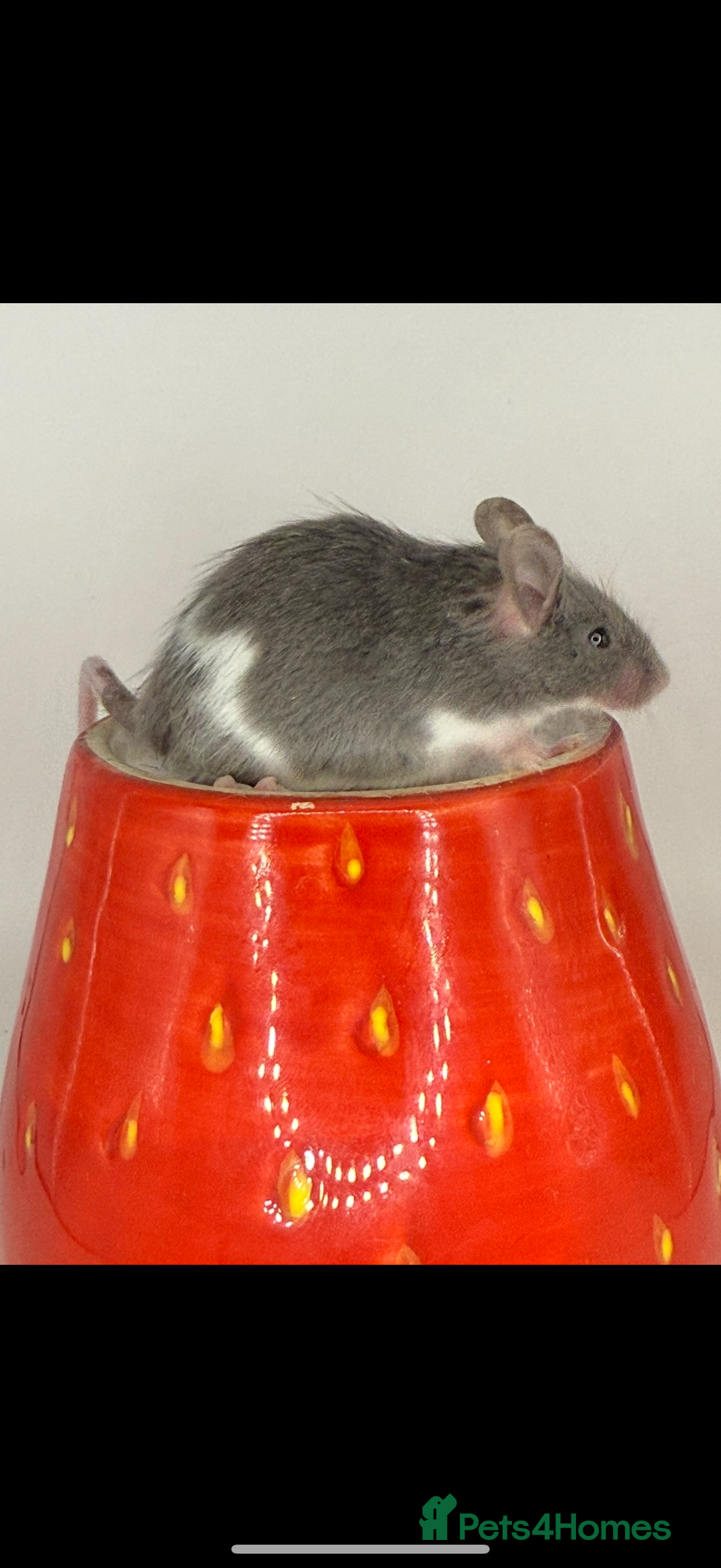 Mouse rodents for sale: Fancy mice 2 black males 6 females - Advert 6