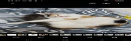 Mixed Breed cats for sale: Female feline calico cat in Ruislip - Advert 4