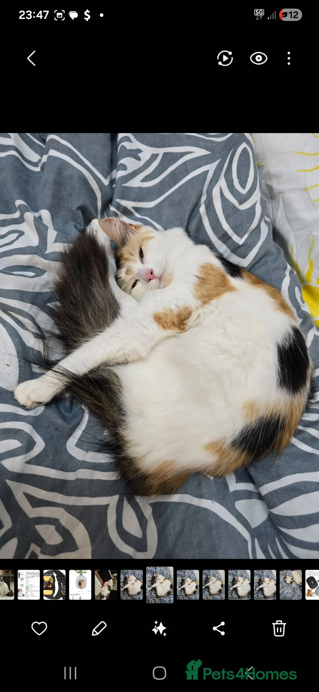 Mixed Breed cats for sale: Female feline calico cat in Ruislip - Advert 4