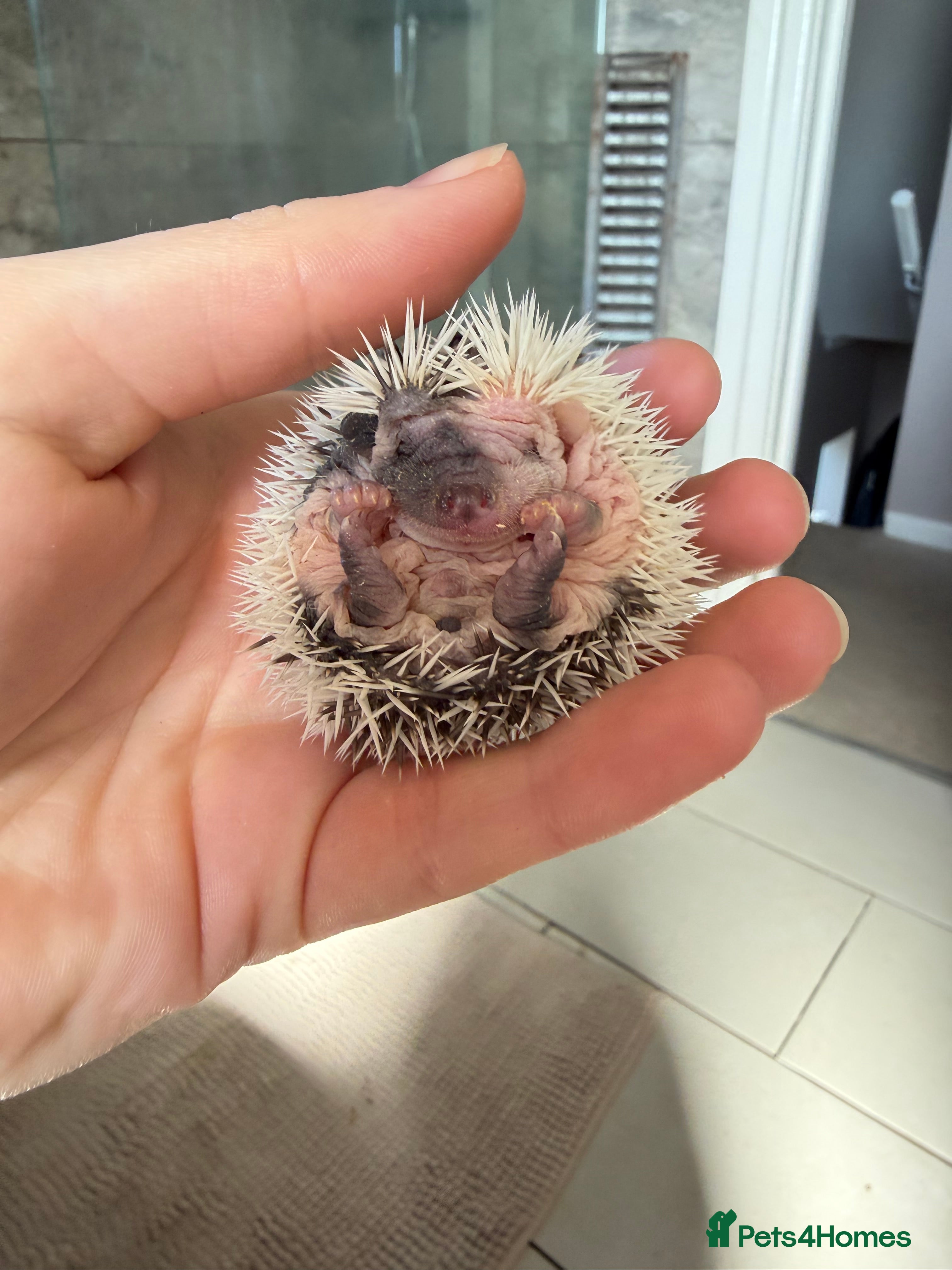 Pygmy Hedgehog rodents African Pygmy hedgehogs ready to reserve  - Advert 2