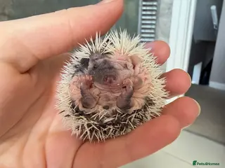 Pygmy Hedgehog rodents African Pygmy hedgehogs ready to reserve - Advert 2