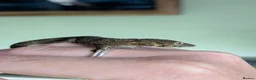 Gecko reptiles for sale: Eurydactylodes agricolae  - Advert 7