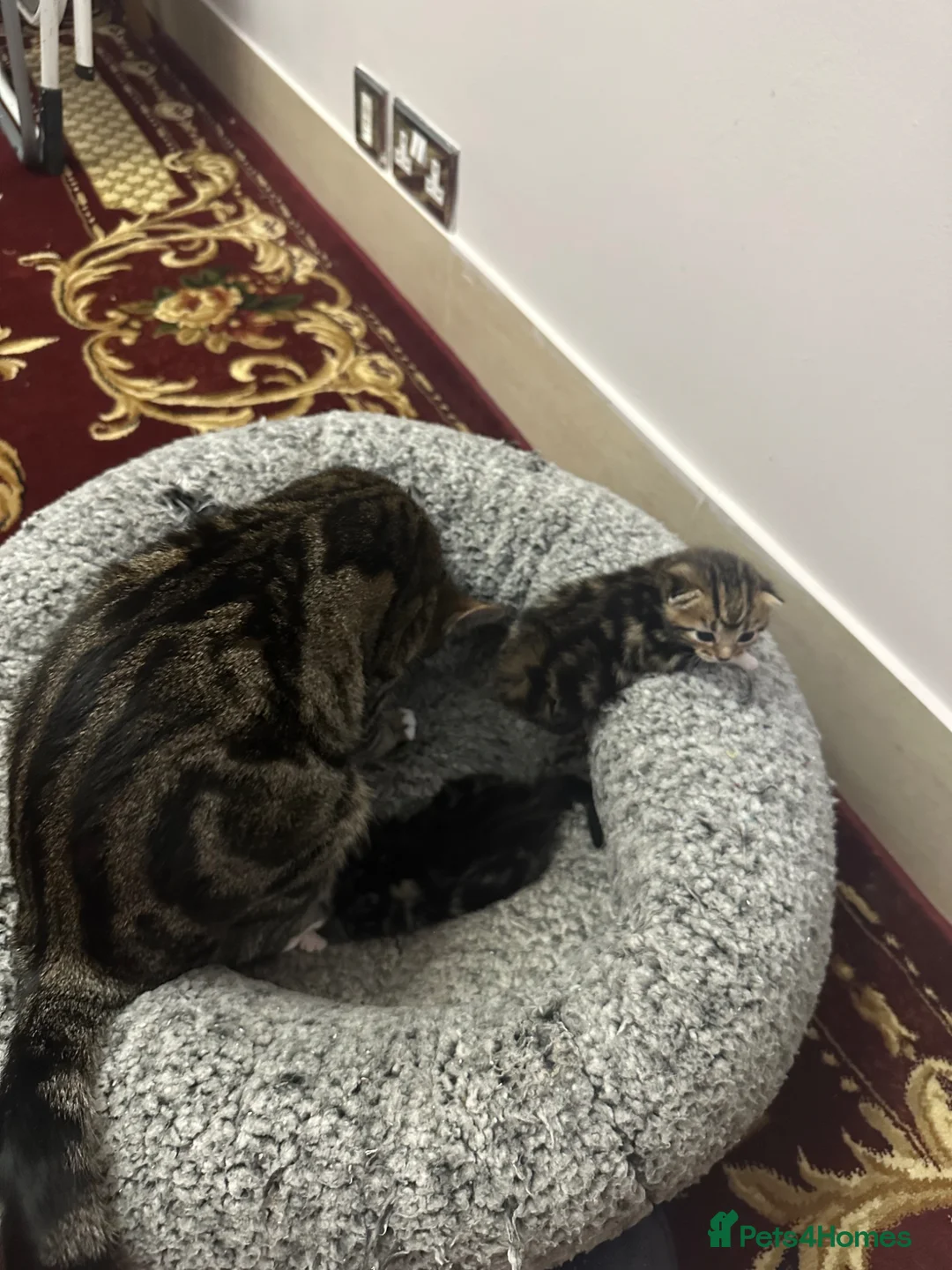 British Shorthair cats for sale: Kittens for sale  in London - Advert 2