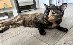Domestic Shorthair cats for sale: For Sale! Three black cute and lovely kittens  - Image 17