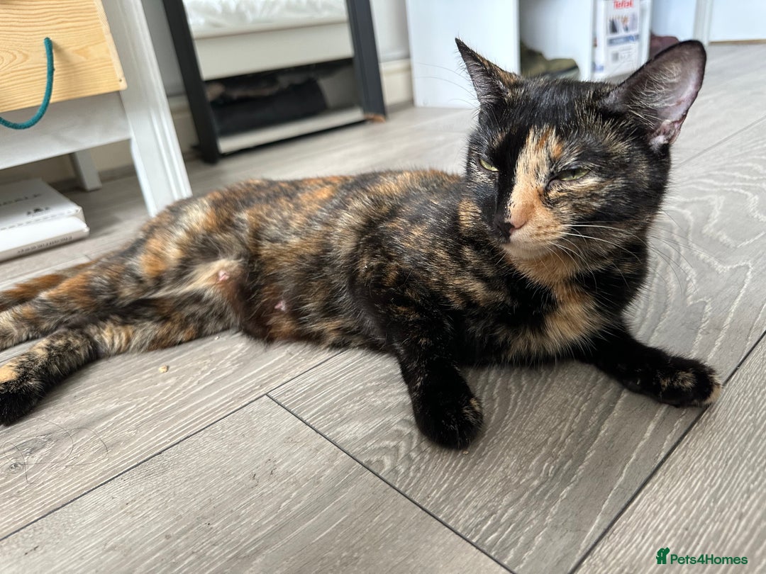 Domestic Shorthair cats for sale: For Sale! Three black cute and lovely kittens  - Image 17