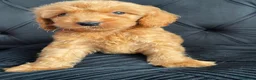 Cockapoo dogs for sale: Cockerpoo Puppies  - Advert 5