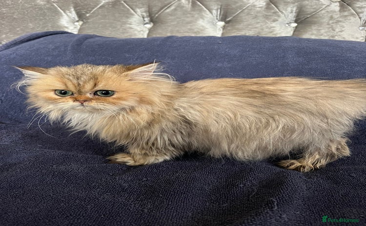 British Longhair cats - Advert 1