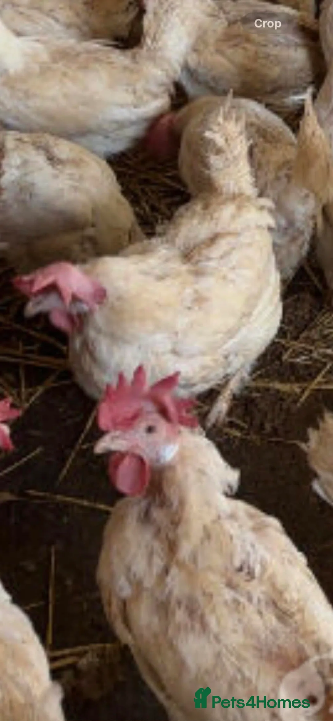 Chickens poultry for sale: Chickens - Advert 1