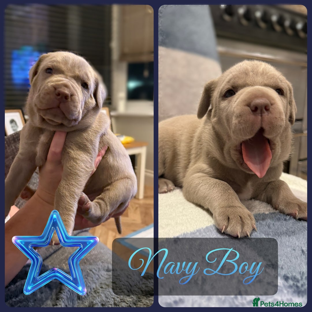 Mastiff dogs for sale: Neapolitan x Cane Corso Mix - Advert 19