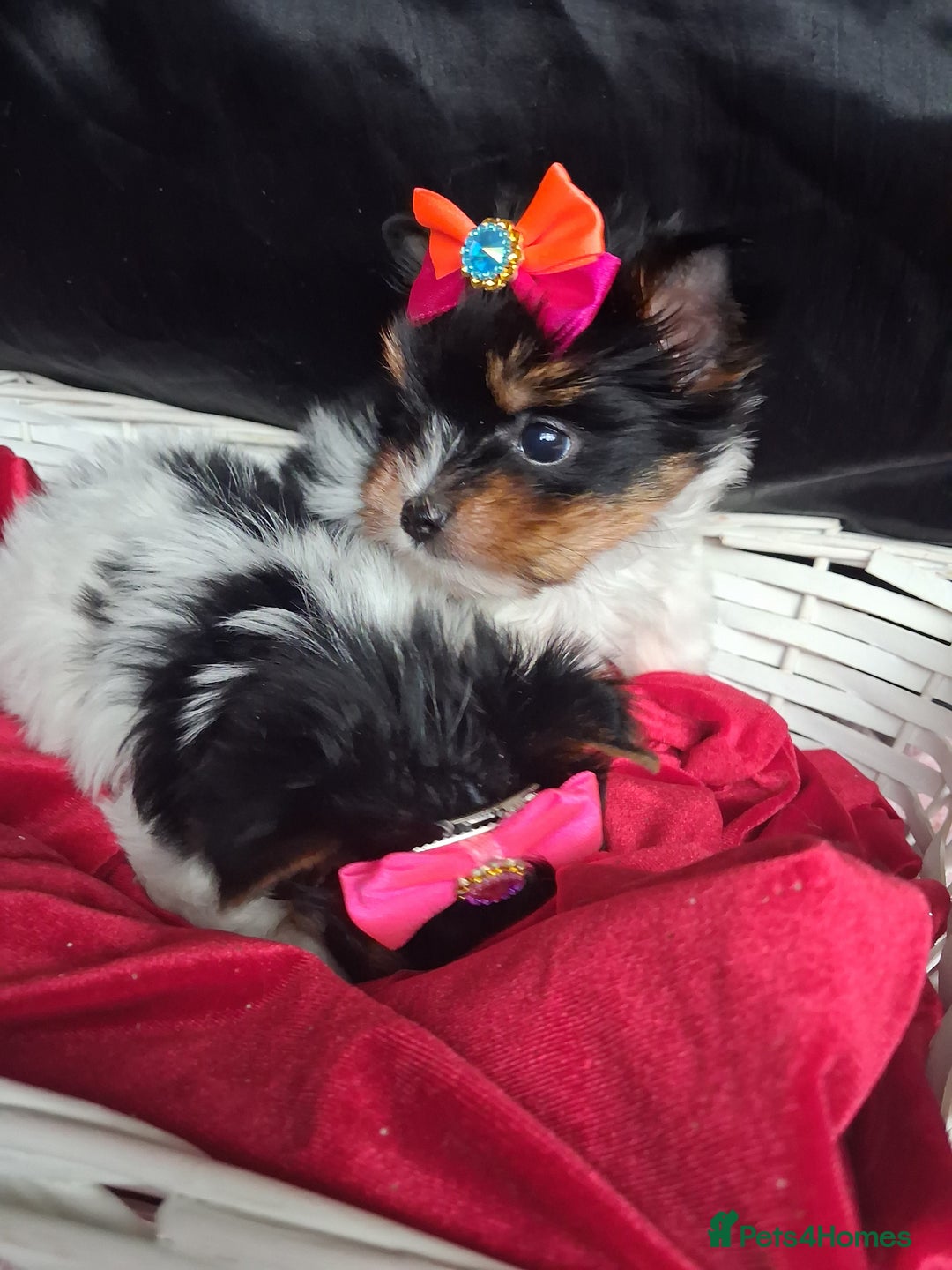 Biewer Terrier dogs for sale: Beautiful 2 mini girls - Advert 24