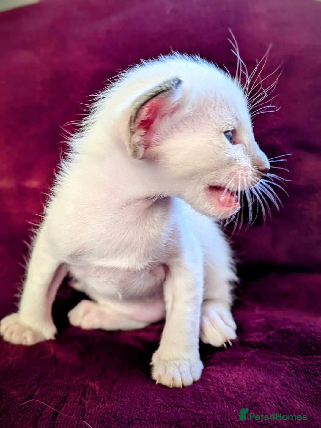 Siamese cats for sale: 6 little monkeys 🩷🩵 - Advert 12