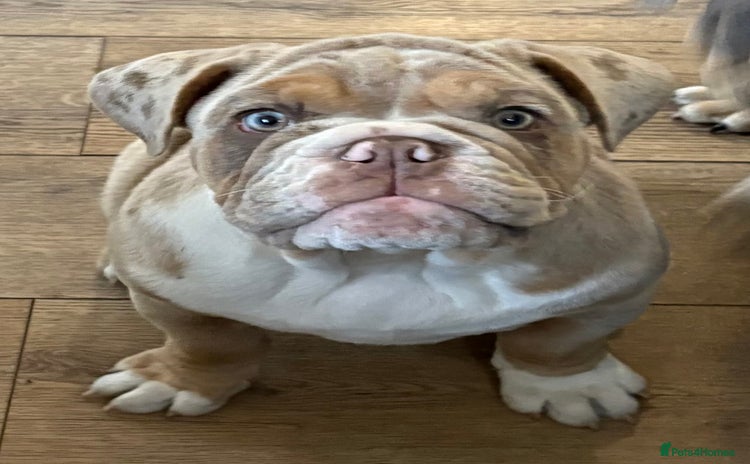 English Bulldog dogs - Advert 7