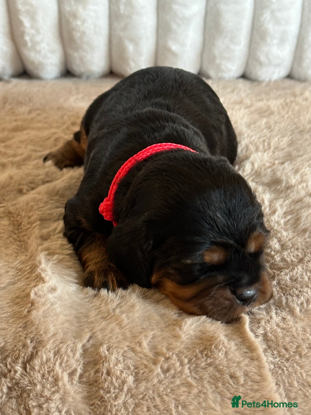 Cavalier King Charles Spaniel dogs for sale: 🐾 KC Registered Health Tested Puppies 🐾 - Image 14