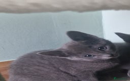 Russian Blue cats for sale: Beautiful full Russian blue kittens  - Image 12