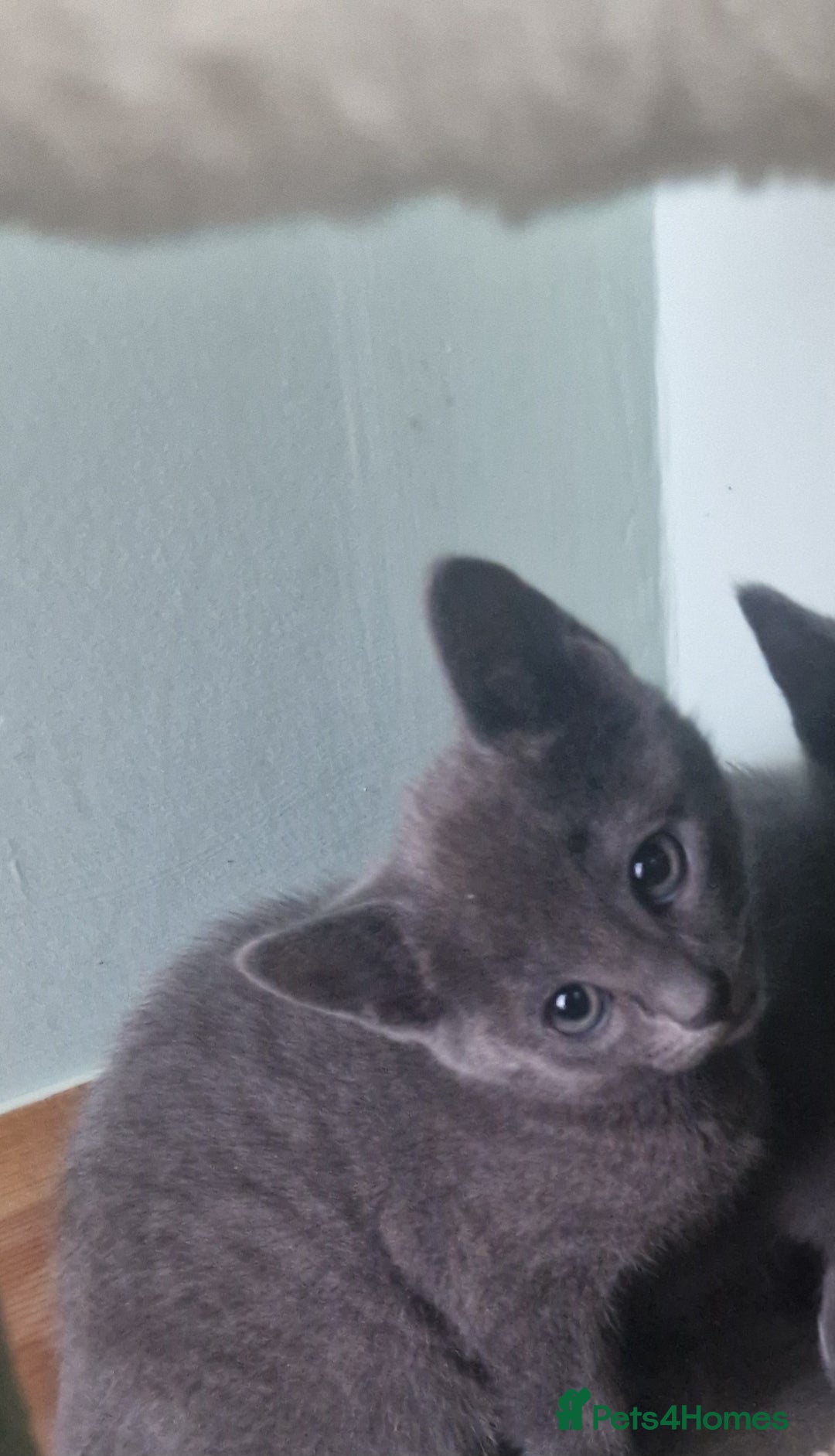 Russian Blue cats for sale: Beautiful full Russian blue kittens  - Image 12