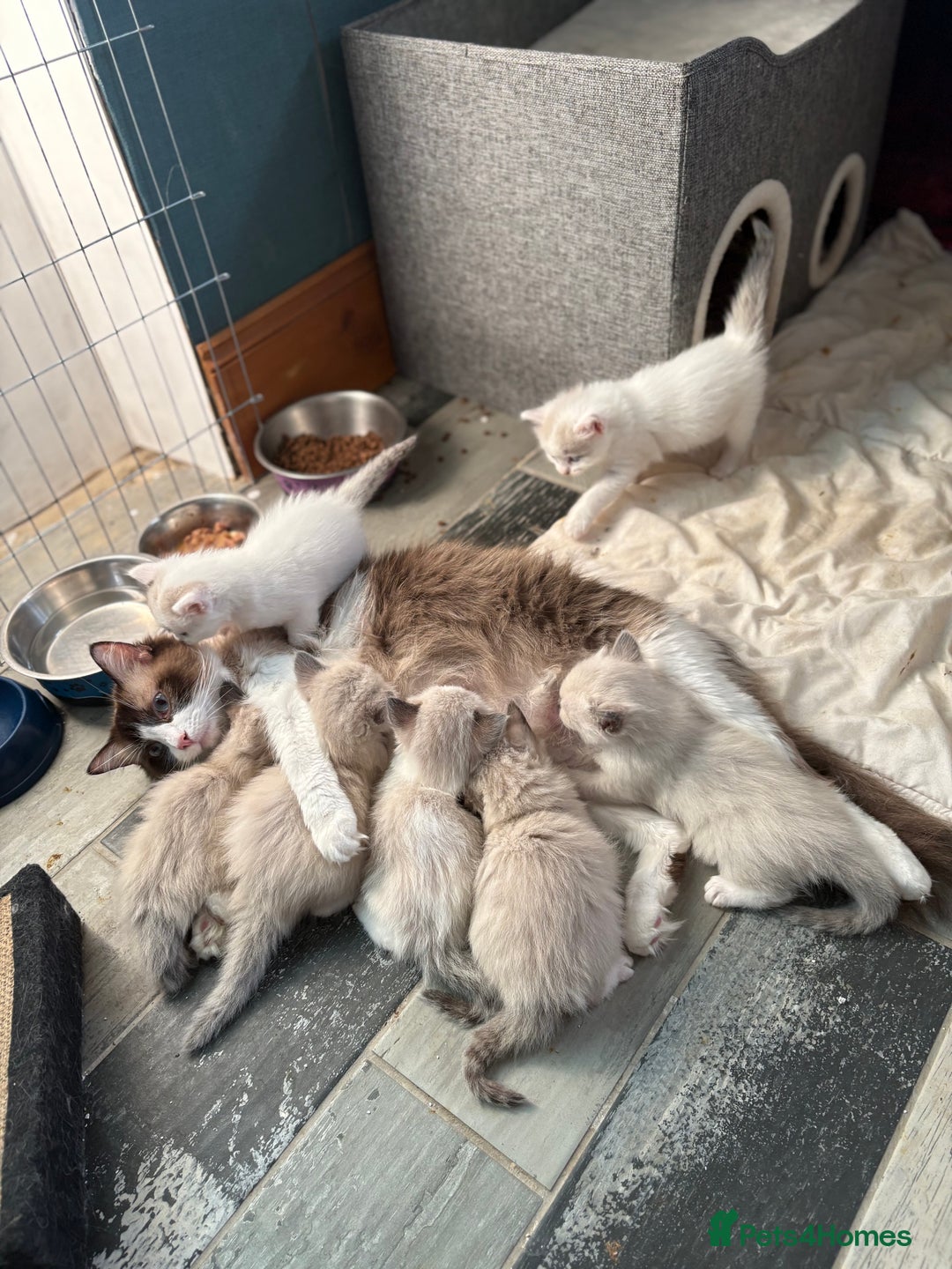 Ragdoll cats for sale: Adorable pure Ragdoll kittens boys and girls - Image 34