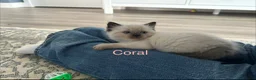 Ragdoll cats for sale: Ragdoll Kittens, Ready Now - Advert 8
