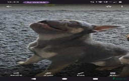 French Bulldog dogs for sale: Female french bulldog  - Image 1