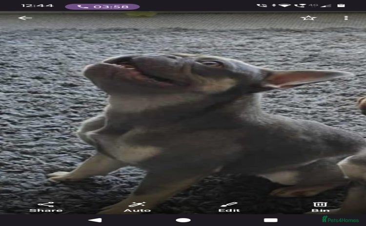 French Bulldog dogs - Advert 10