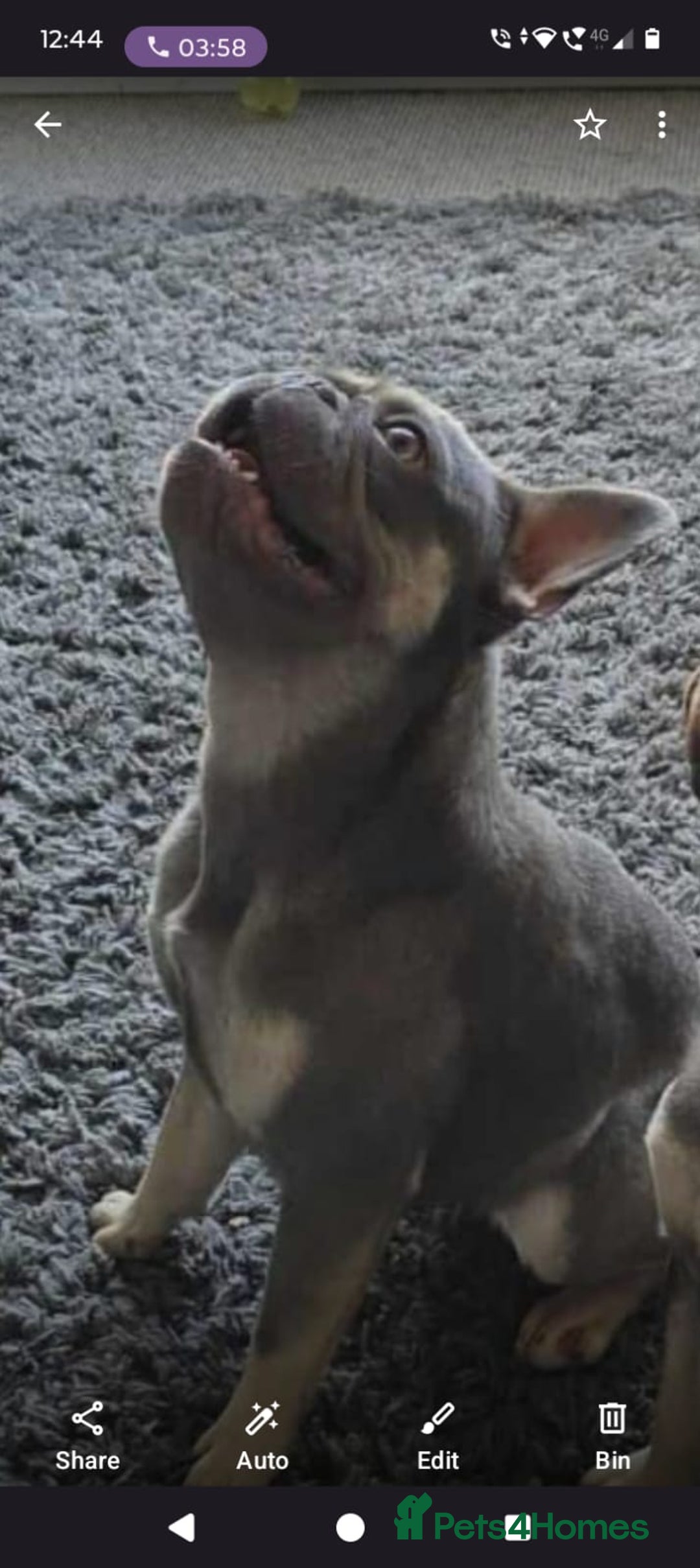 French Bulldog dogs for sale: Female french bulldog  - Image 1