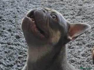 French Bulldog dogs - Advert 2