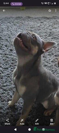 French Bulldog dogs - Advert 6