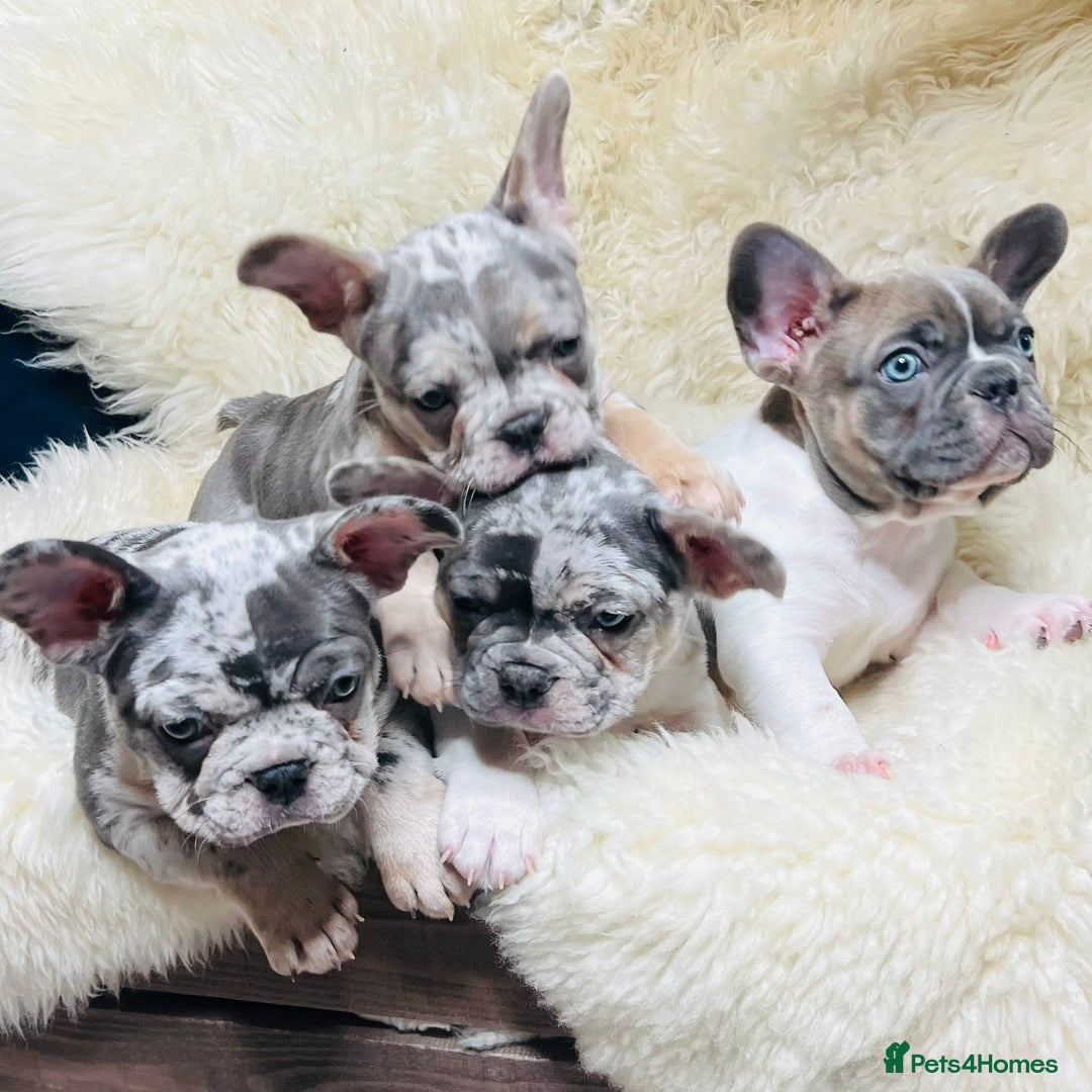 French Bulldog dogs for sale: x1 GIRL LEFT! RARE PURE BLUE MERLE TAN PUPPIES  - Advert 1
