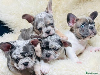 French Bulldog dogs x1 GIRL LEFT! RARE PURE BLUE MERLE TAN PUPPIES - Advert 10