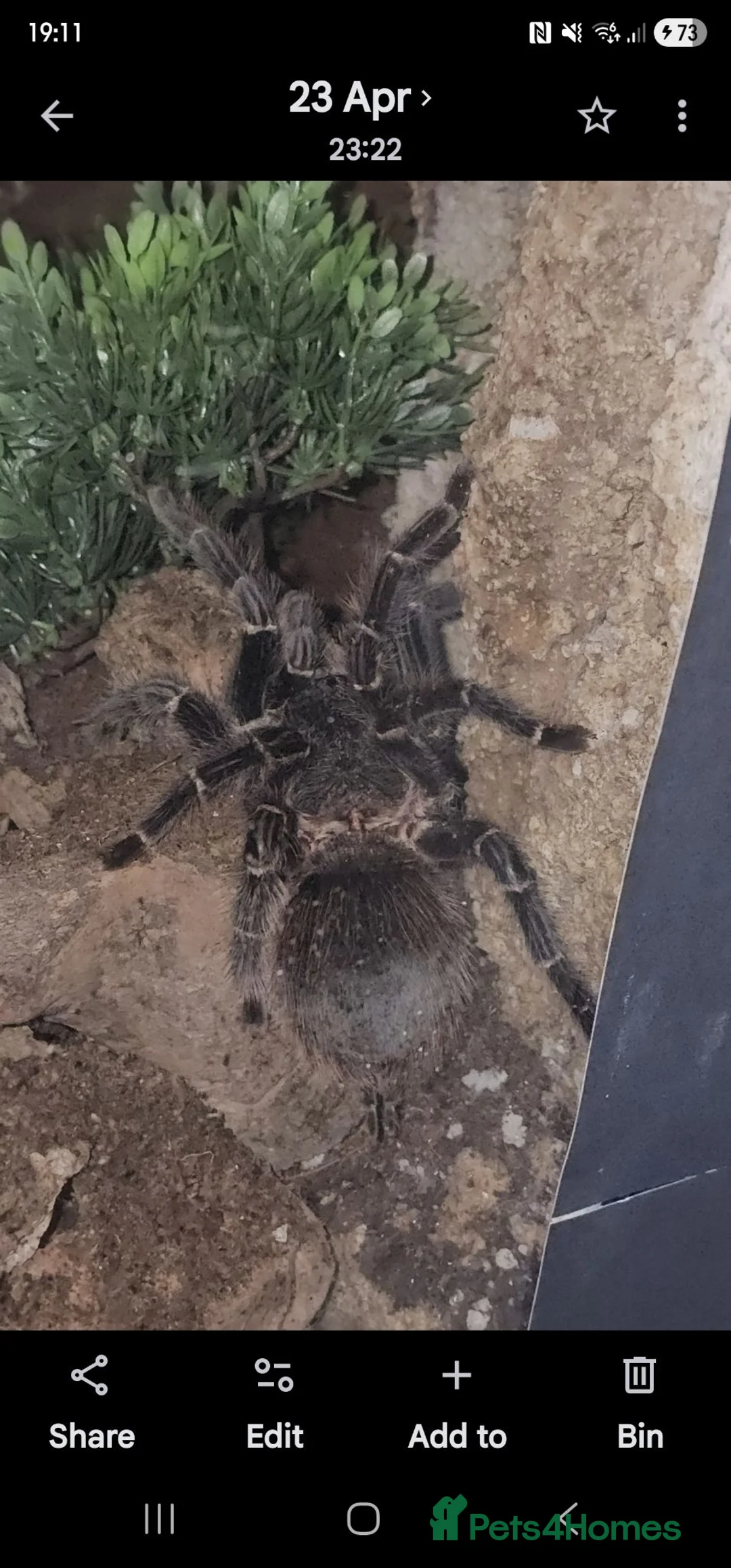 Tarantulas invertebrates for sale: salmon pink birdeater  in Tiverton - Advert 3