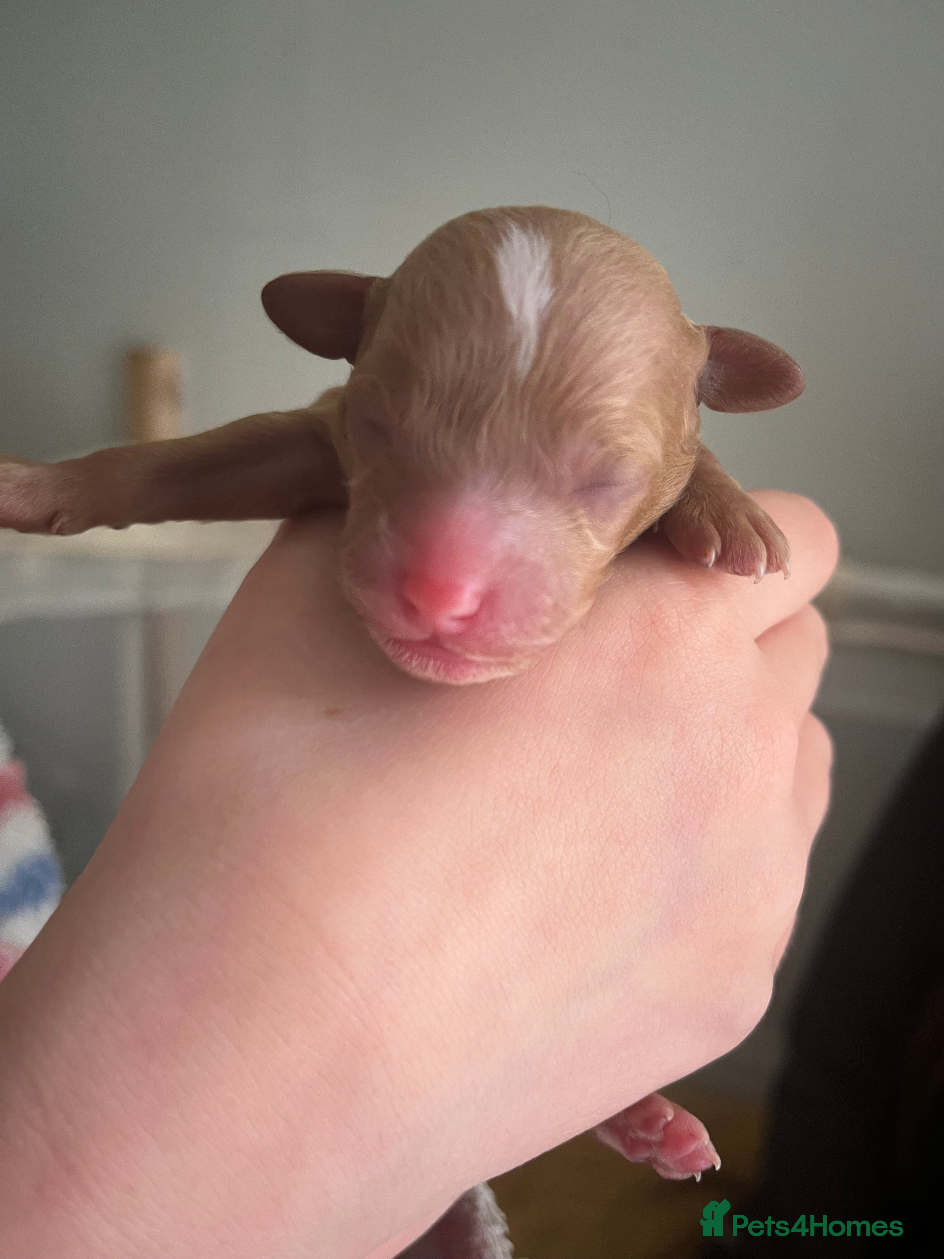 Poochon dogs for sale: Poochon puppies - ready start of school holidays  - Advert 3