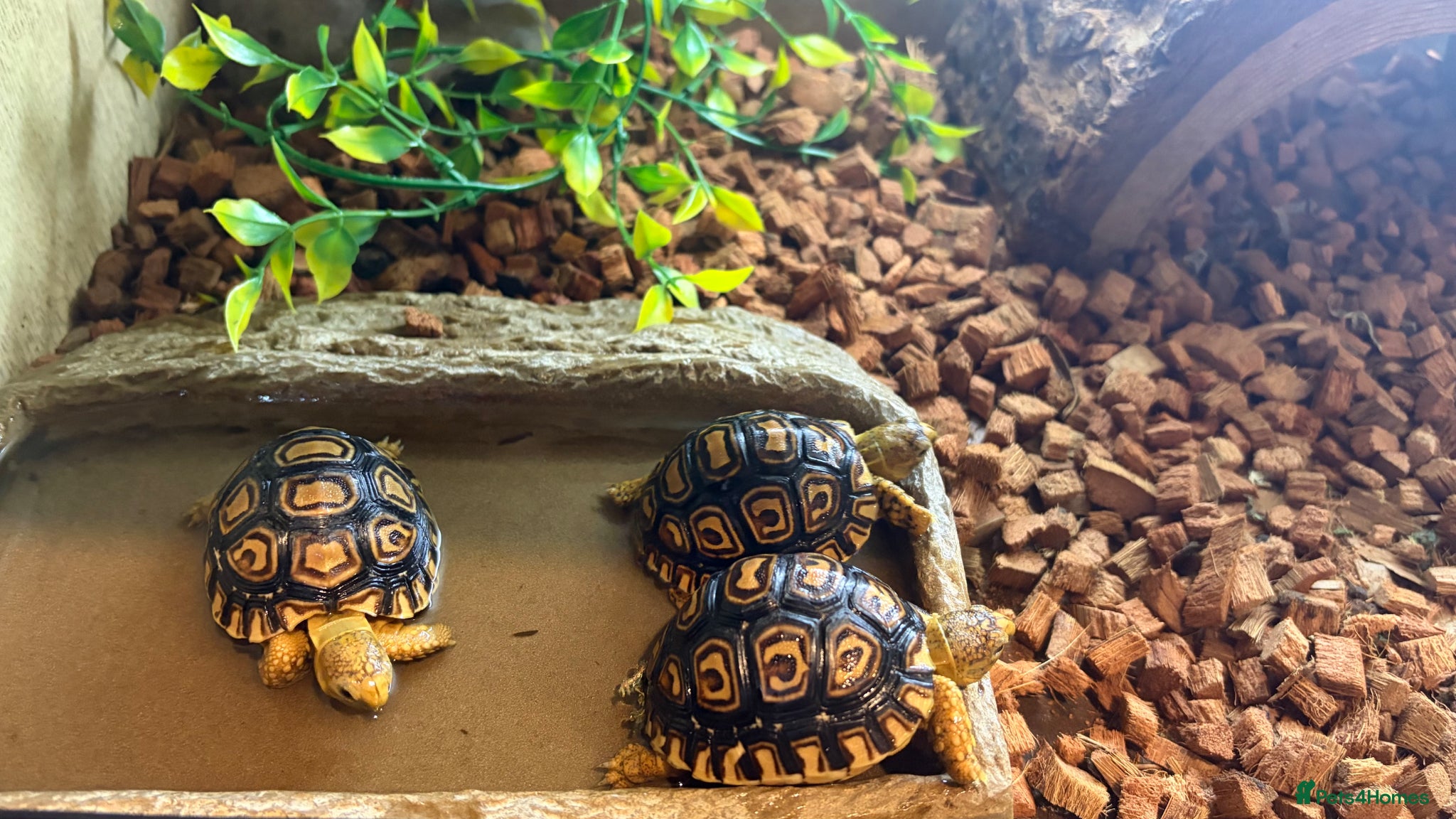 Tortoise reptiles for sale: Leopard Tortoise - Gorgeous Hatchlings  - Advert 13