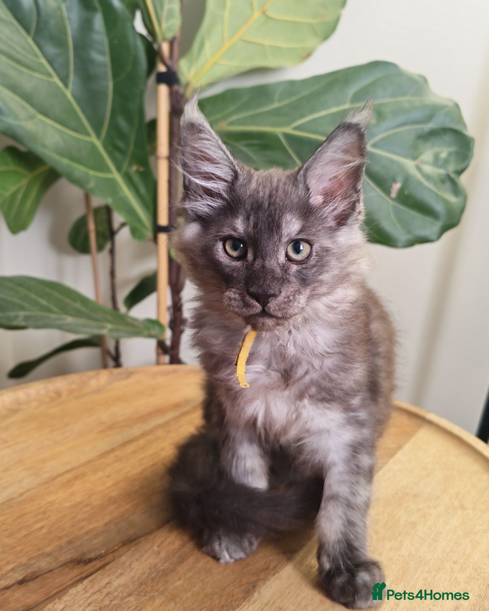 Maine Coon cats Stunning XL Black & Blue Smoke TICA Maine Coons - Advert 1