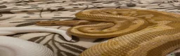 Python Snake reptiles for sale: Multiple ball pythons beautiful morphs an genders  in Ivybridge - Advert 13